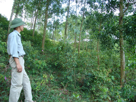 Diện tích rừng sản xuất ở xóm Vai Đào được chăm sóc, bảo vệ trước nguy cơ cháy rừng.